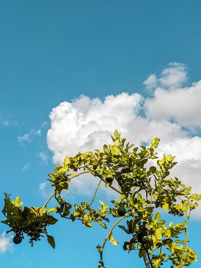 绿色叶的树下蓝色和白色的阳光明媚的白天多云的天空
